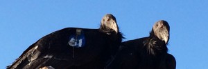 San Pedro Mártir California Condors