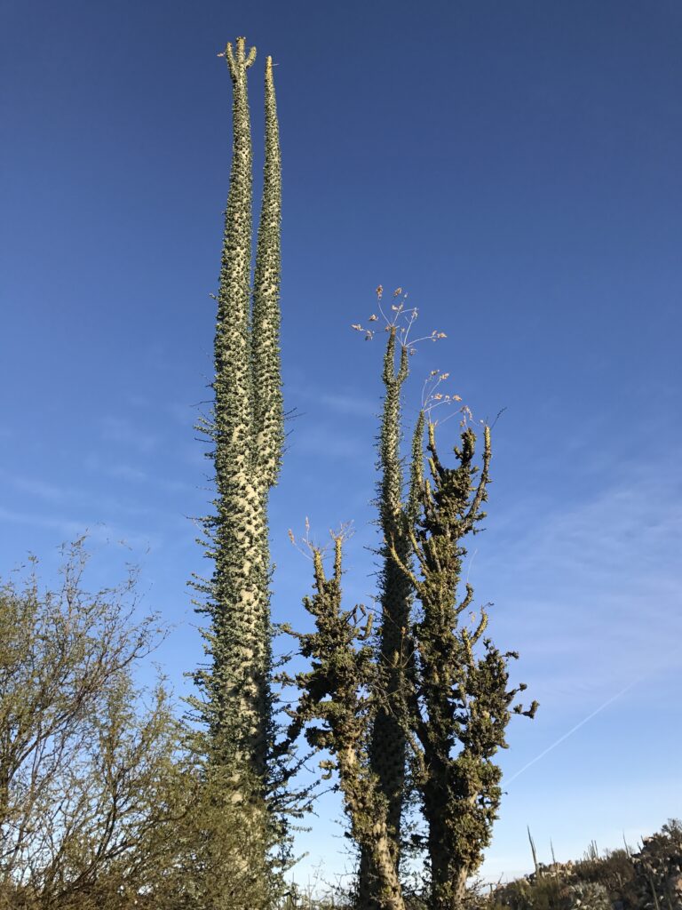 Baja's Cirio Tree - Discover Baja Travel Club