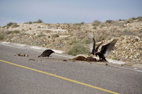 Road kill and vultures
